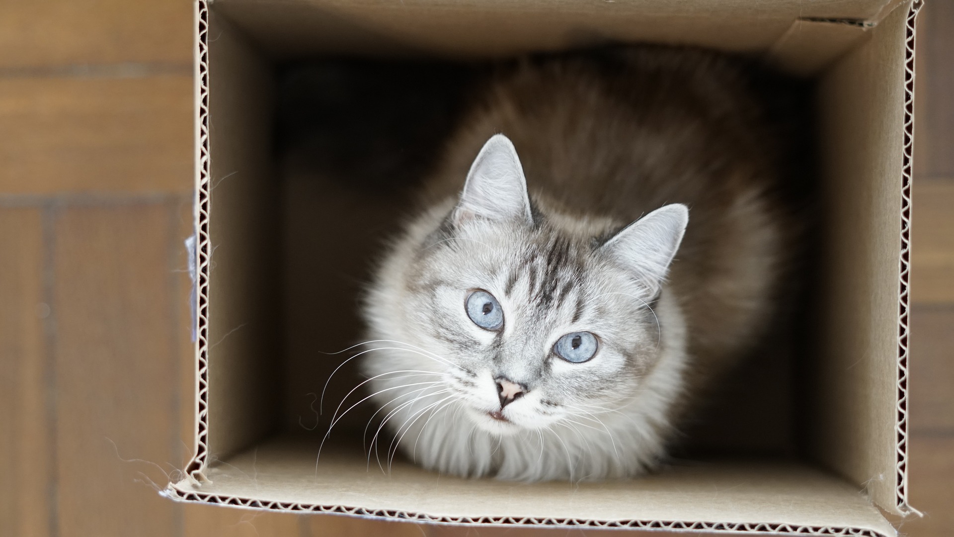 litter box cat